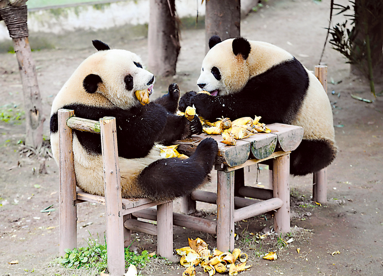 　　圖：2月25日，重慶動物園的大熊貓在戶外享用美食，憨態可掬、萌態十足。\中新社