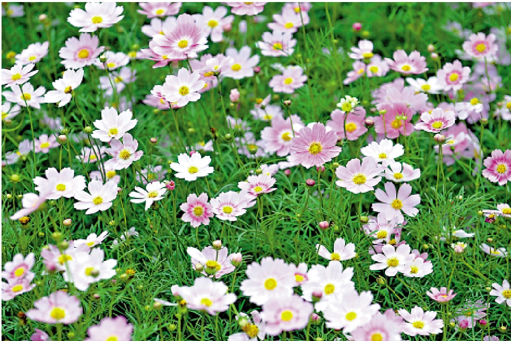 　　圖：今年的香港花卉展覽主題花為秋英（又稱為大波斯菊）。