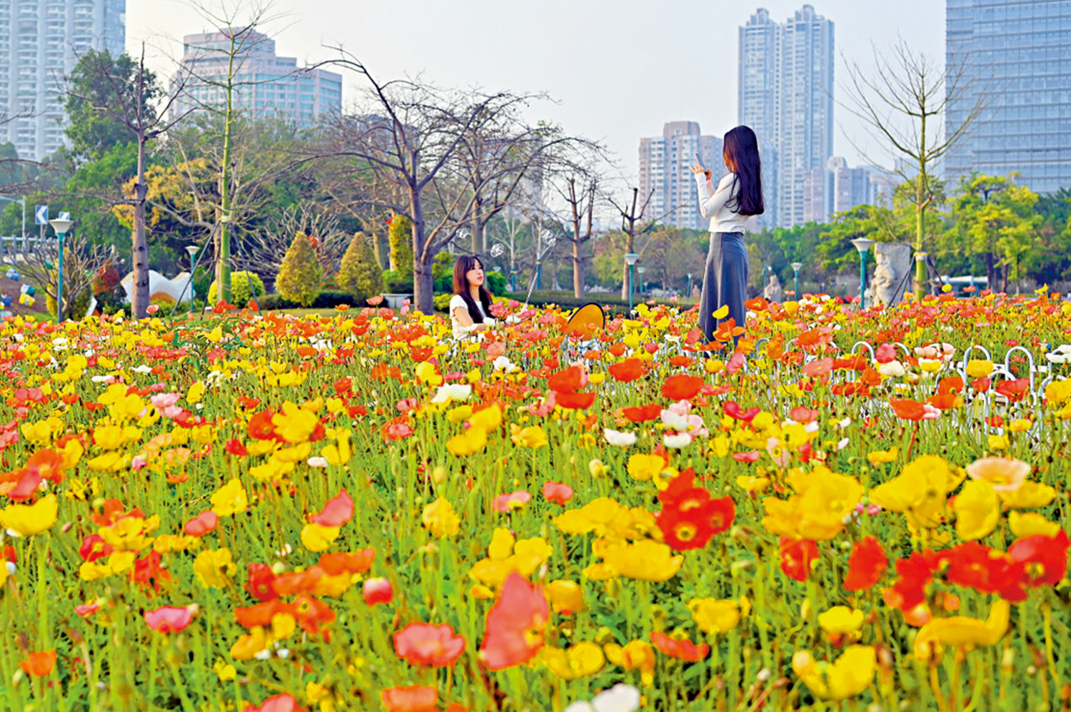 　　圖：近日，廣州宏城公園綻放的虞美人吸引遊客賞花拍照。\中新社