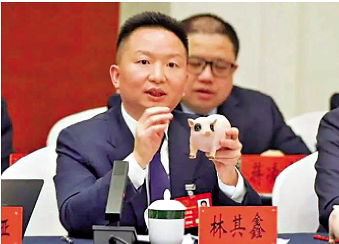 圖:全國人大代表、重慶琪金食品集團有限公司董事長林其鑫展示「熊貓豬」。