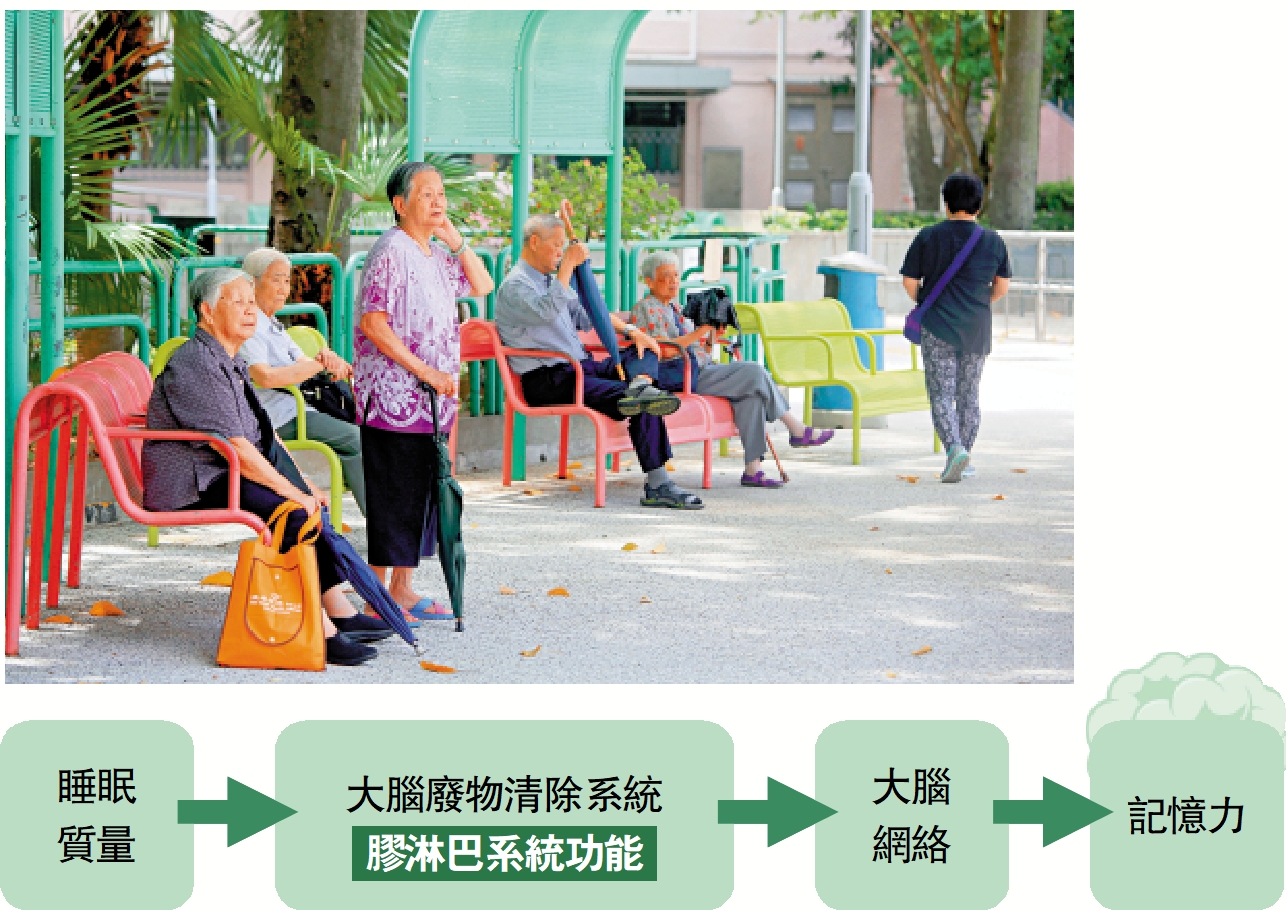 圖:香港大學研究發現,睡眠質量差會透過抑制恢復性的膠淋巴系統,對正常大腦功能產生不利影響,影響長者的記憶力。
