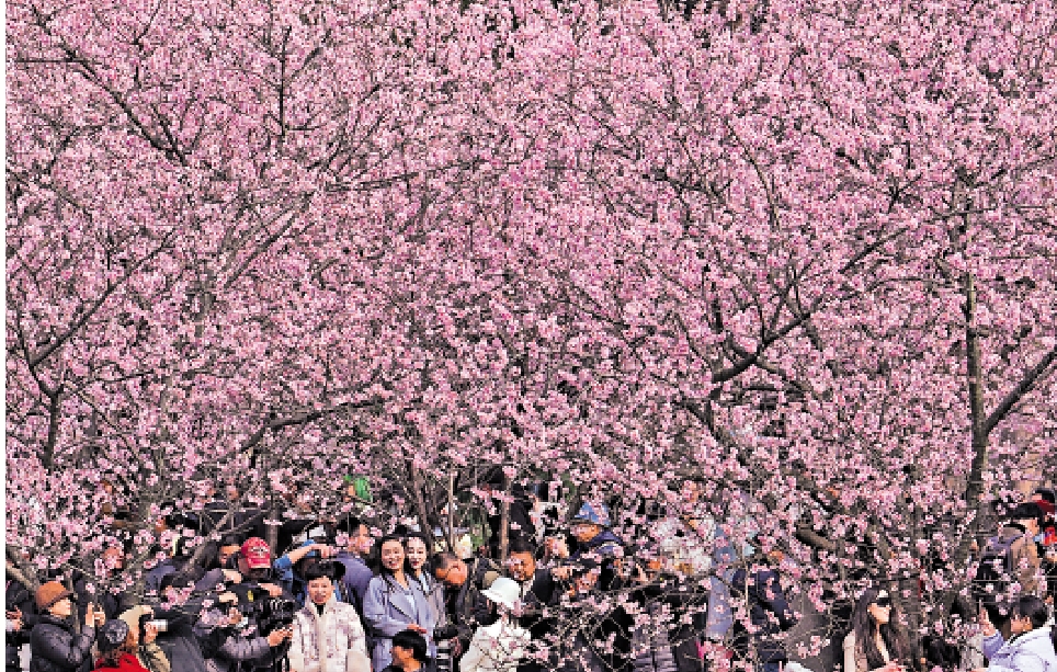 　　圖：江蘇南京，中山植物園內近兩百株椿寒櫻、