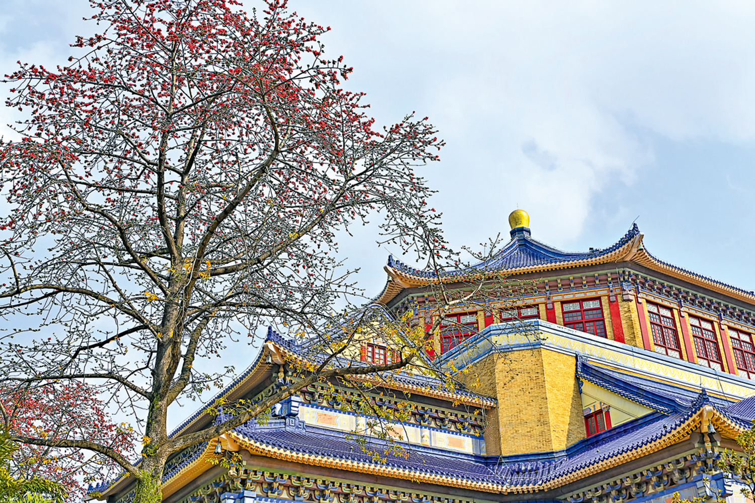 　　圖：廣東廣州，木棉花正值盛花期，鮮艷奪目的木棉花掛滿枝頭，與中山紀念堂相互映襯，吸引市民駐足觀賞。\中新社