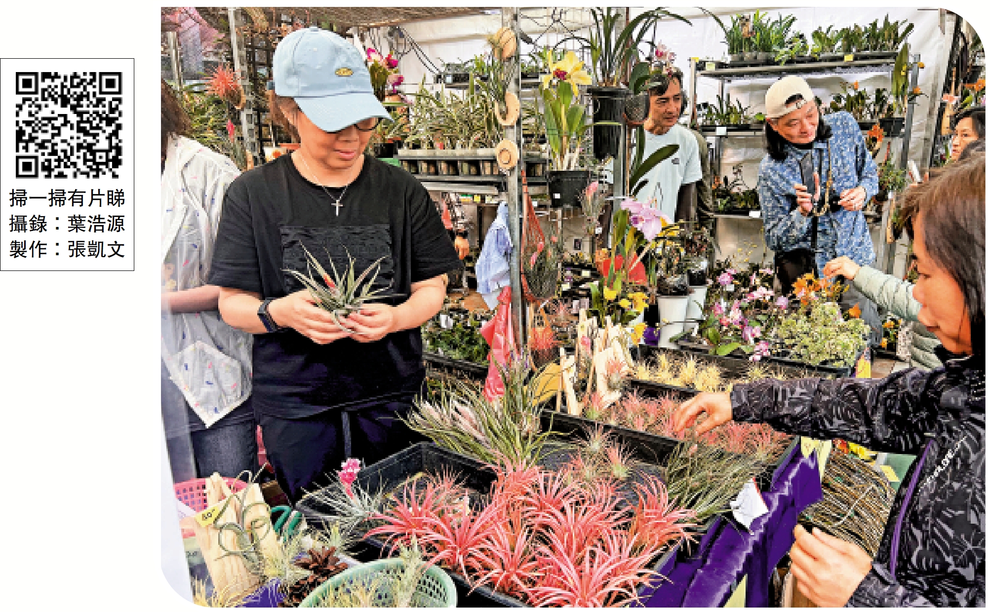 圖:花展附設多個攤檔銷售盆栽,空氣草是近年流行的產品。\大公報記者葉浩源攝