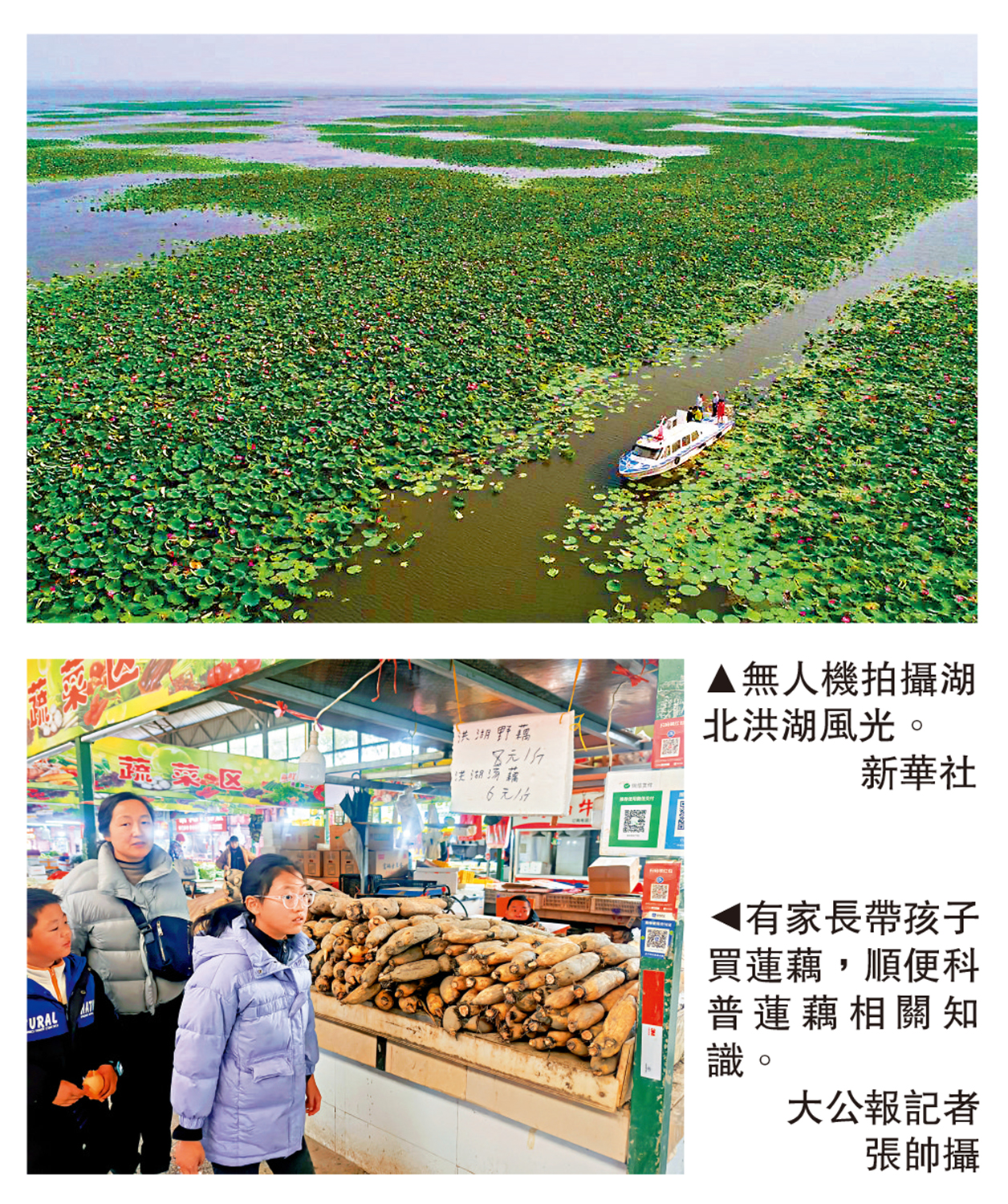 　　上圖：無人機拍攝湖北洪湖風光。\新華社；下圖：有家長帶孩子買蓮藕，順便科普蓮藕相關知識。\大公報記者張帥攝