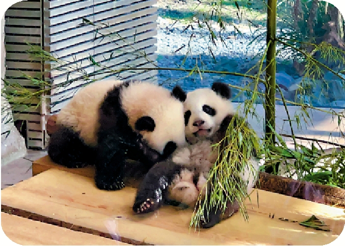圖:柏林動物園大熊貓雙胞胎夢好和夢甜。\作者供圖