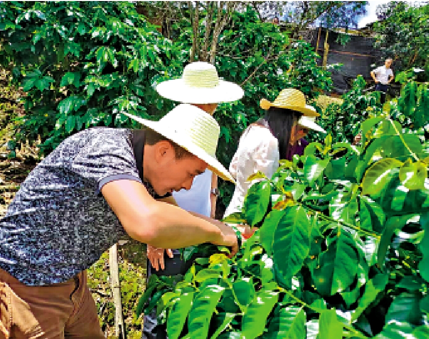 圖:隨着雲南咖啡的種植技術不斷改良,其市場競爭力也在提升。