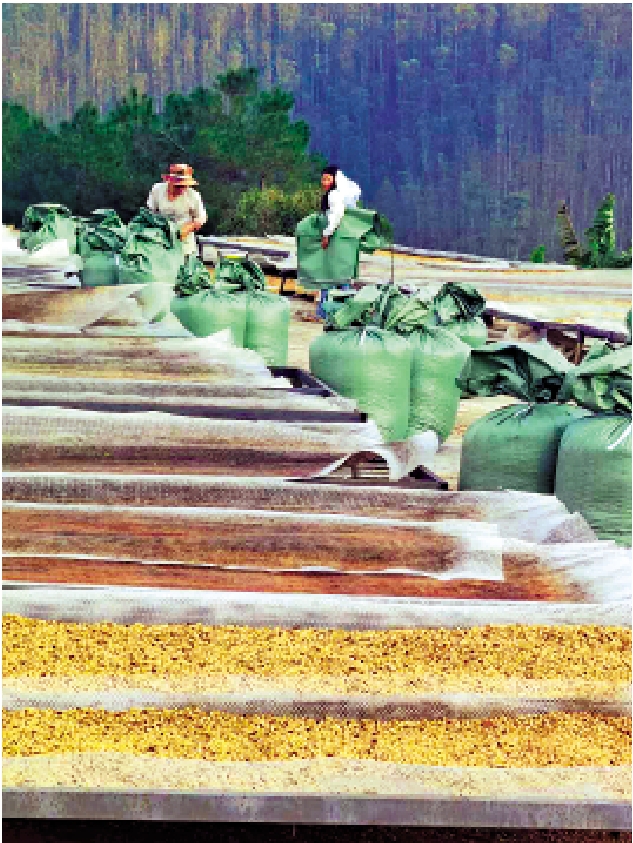 圖:雲南咖啡有望成為國產咖啡「去進口化」的核心力量。