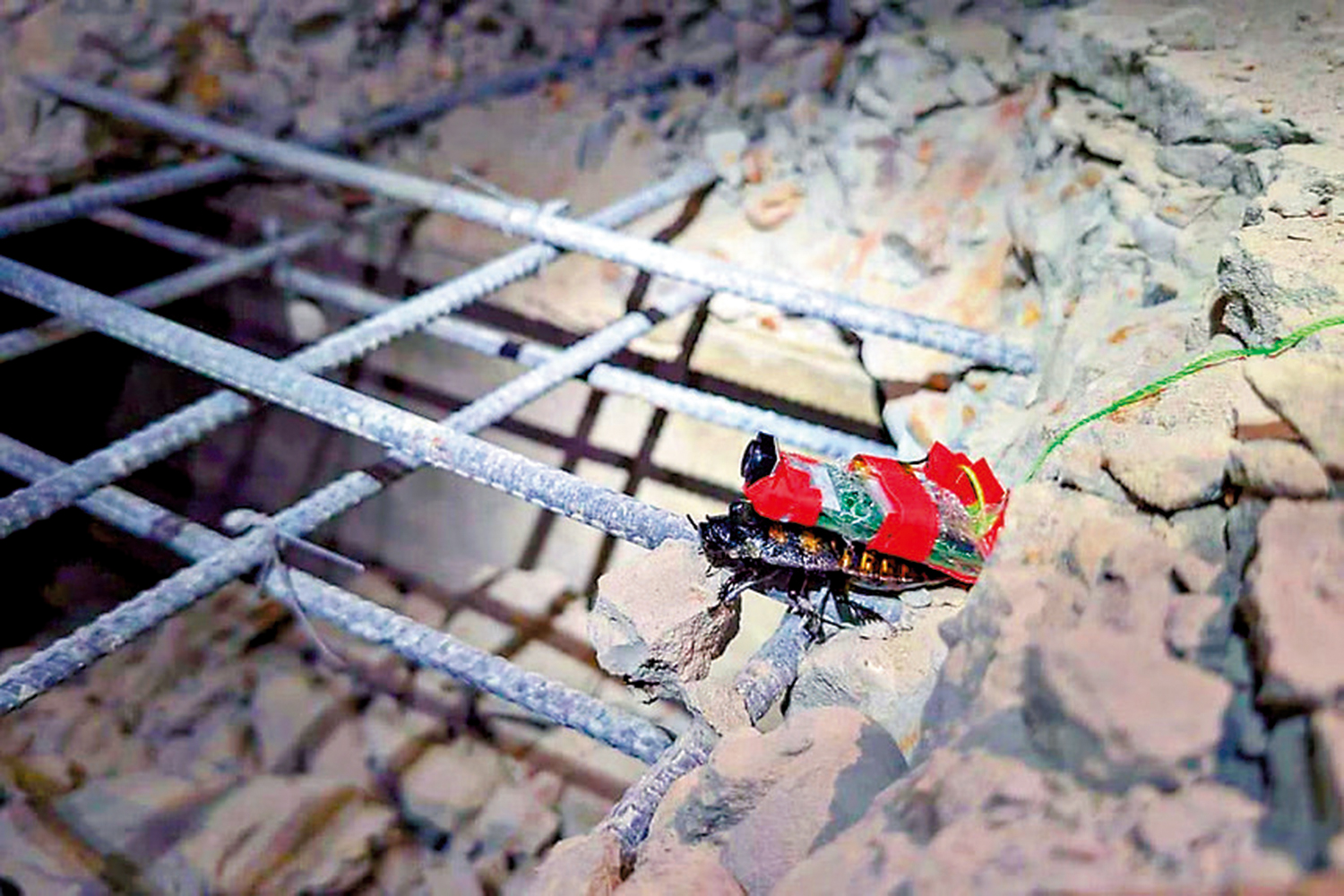 　　圖：新加坡研發的半機械昆蟲。\網絡圖片