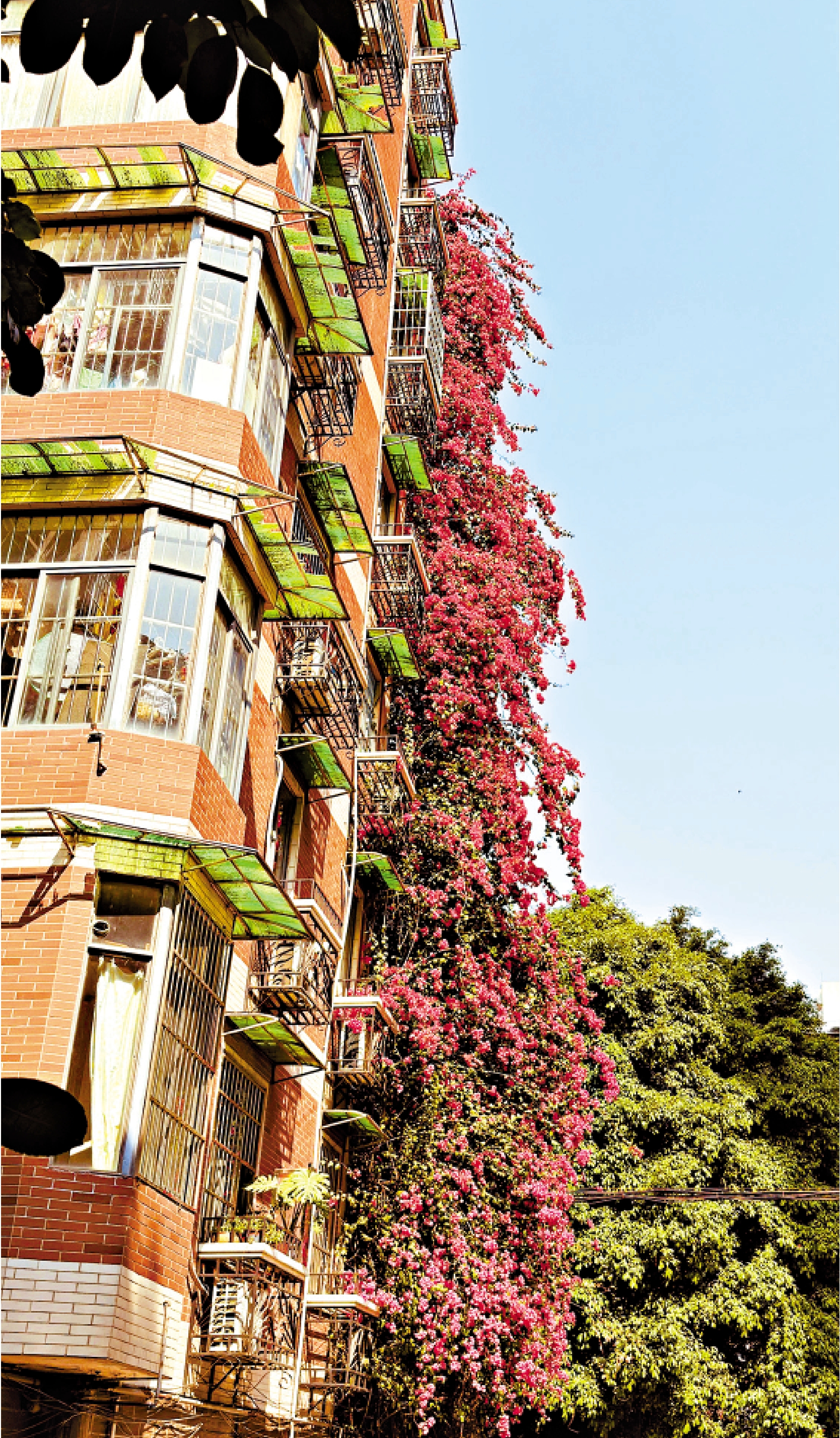 　　圖：廣州的春日浪漫藏在大街小巷中。圖為廣州一居民樓外的三角梅「瀑布」。/大公報記者黃寶儀攝