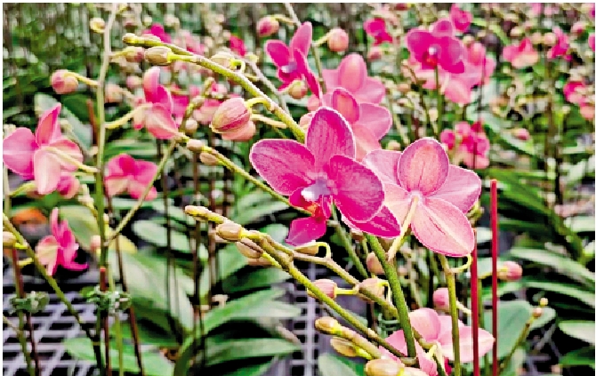 圖:台灣蘭花最大出口市場是美國,預估會是這波面臨高關稅影響很大的台灣農產品之一。