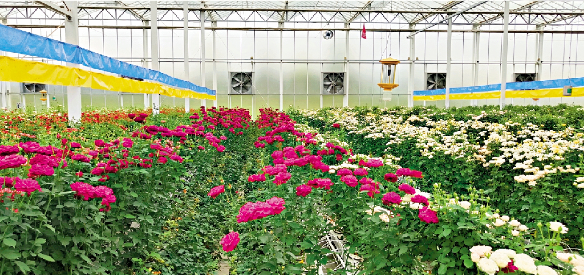 圖:雲南鮮花種植面積和產量多年來均居中國第一,裝上「中國芯」的鮮花在大棚裏長勢良好。