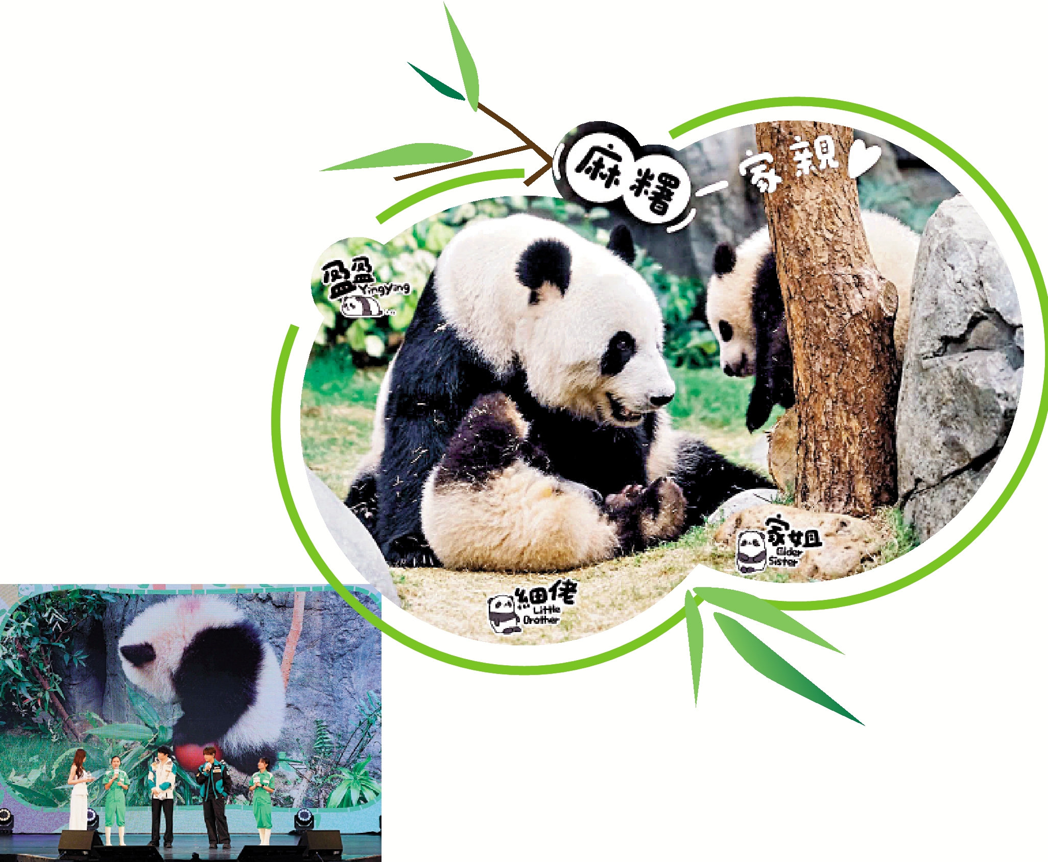 右圖:飼養員分享時表示,龍鳳胎目前體重約18公斤。左圖:海洋公園昨日舉辦「家姐細佬後援會」成立典禮。