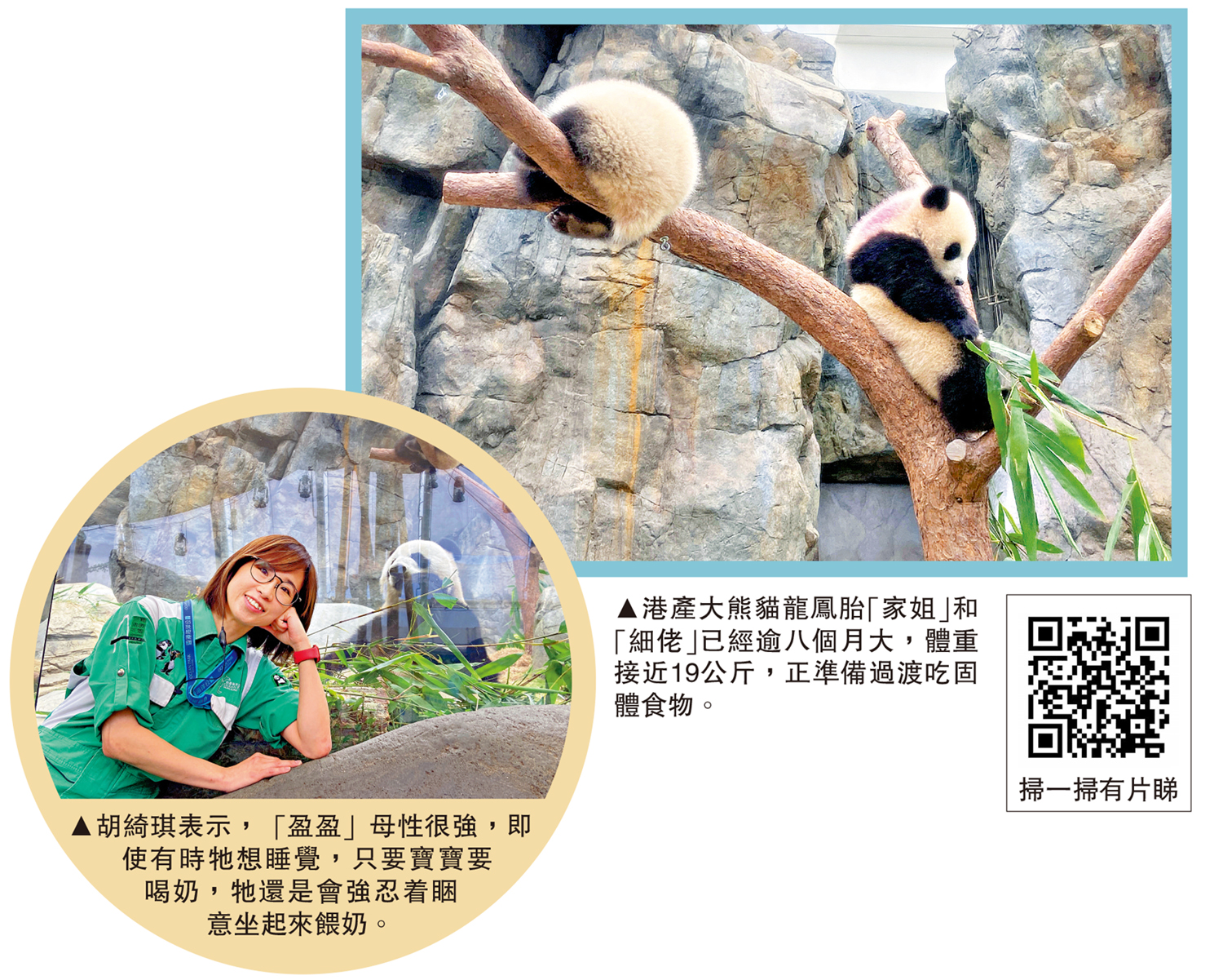 左圖:胡綺琪表示,「盈盈」母性很強,即使有時牠想睡覺,只要寶寶要喝奶,牠還是會強忍着睏意坐起來餵奶。右圖:港產大熊貓龍鳳胎「家姐」和「細佬」已經逾八個月大,體重接近19公斤,正準備過渡吃固體食物。