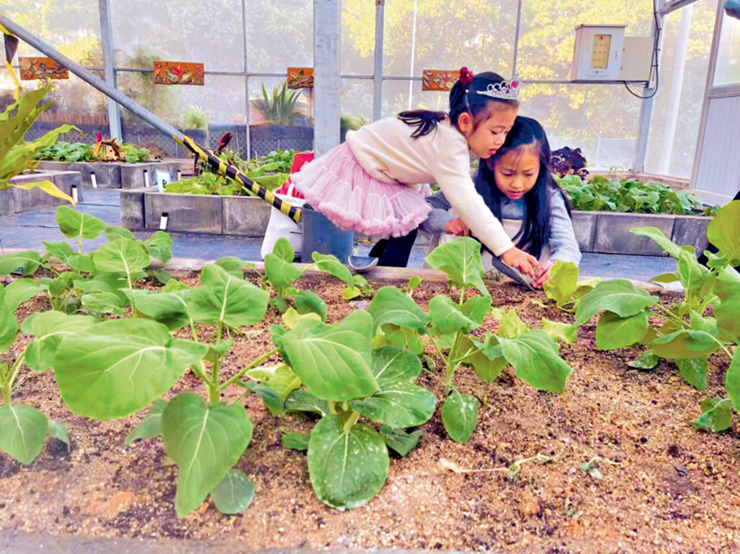 圖:種菜忙。\作者供圖