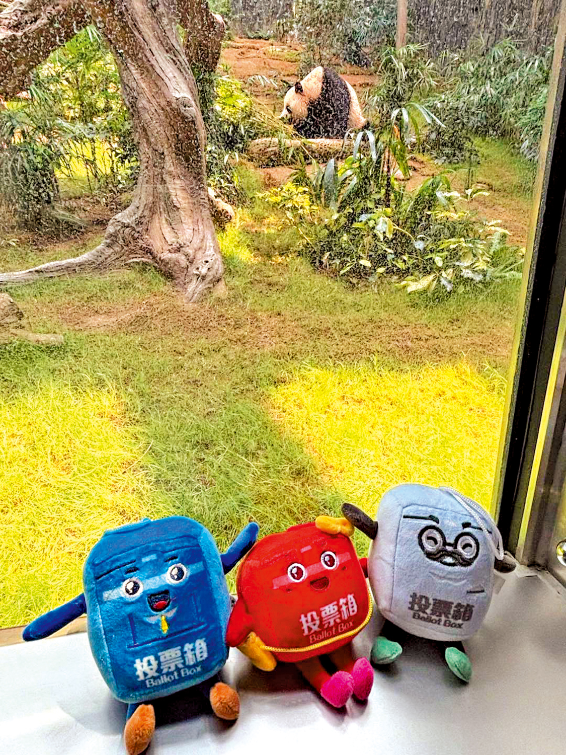 圖:選舉吉祥物「票箱寶寶」前往海洋公園宣傳選舉,並與大熊貓「合影」留念。