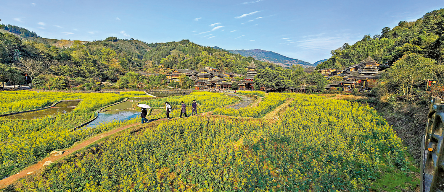 圖:貴州黎平肇興侗寨門口油菜花盛開,引來遊客觀賞。\黃鋒攝