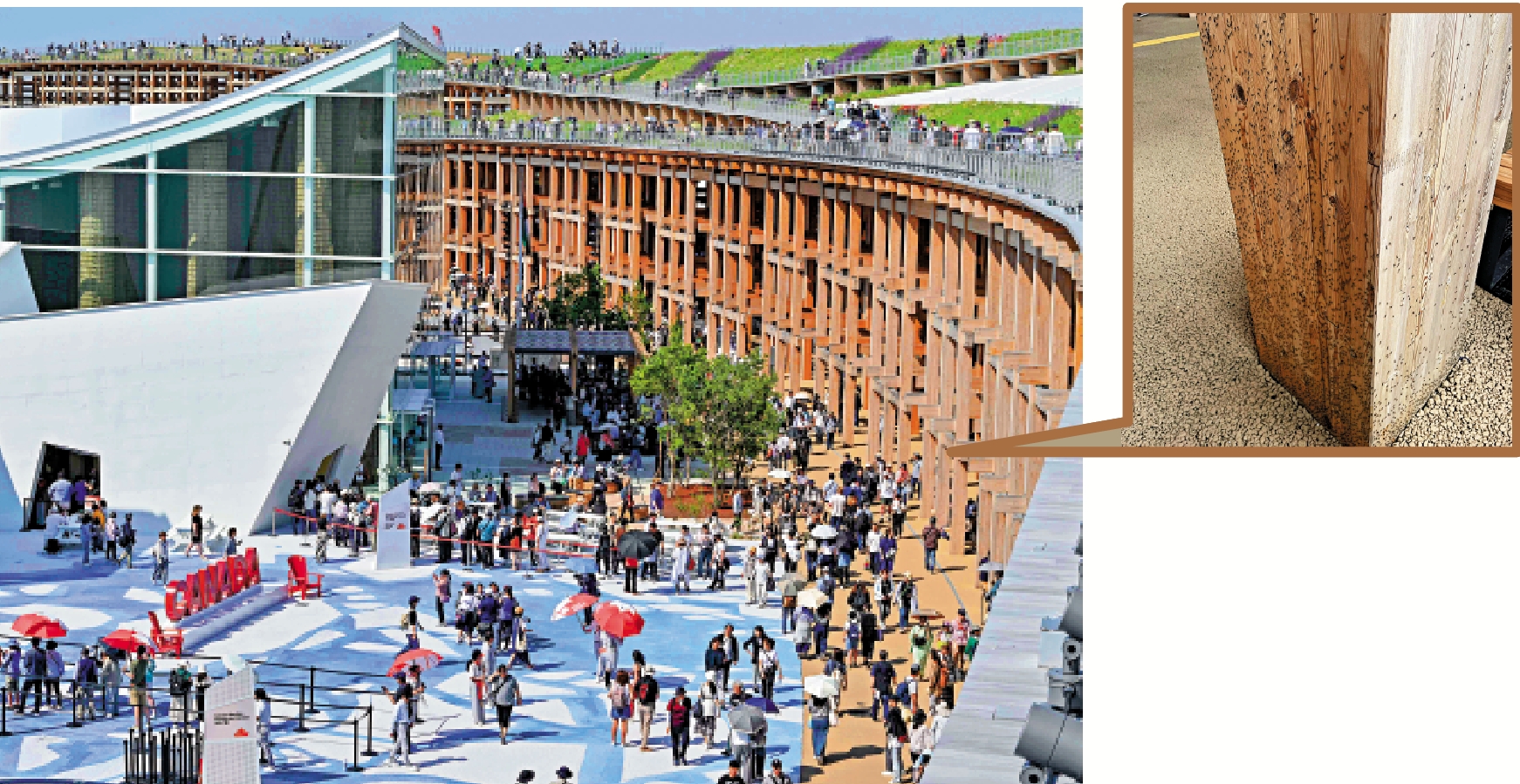 　　左圖：大阪世博會現場爆發蟲害。圖為主體建築「大屋頂環」木柱布滿飛蟲。\法新社；右圖：「大屋頂環」木柱上全部都是密密麻麻的小飛蟲。\網絡圖片