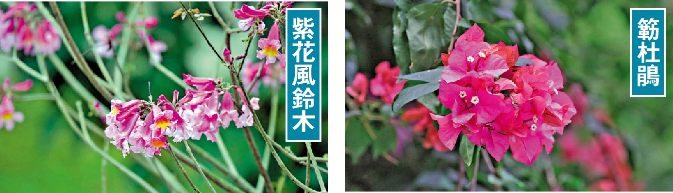 　　圖：簕杜鵑、紫花風鈴木