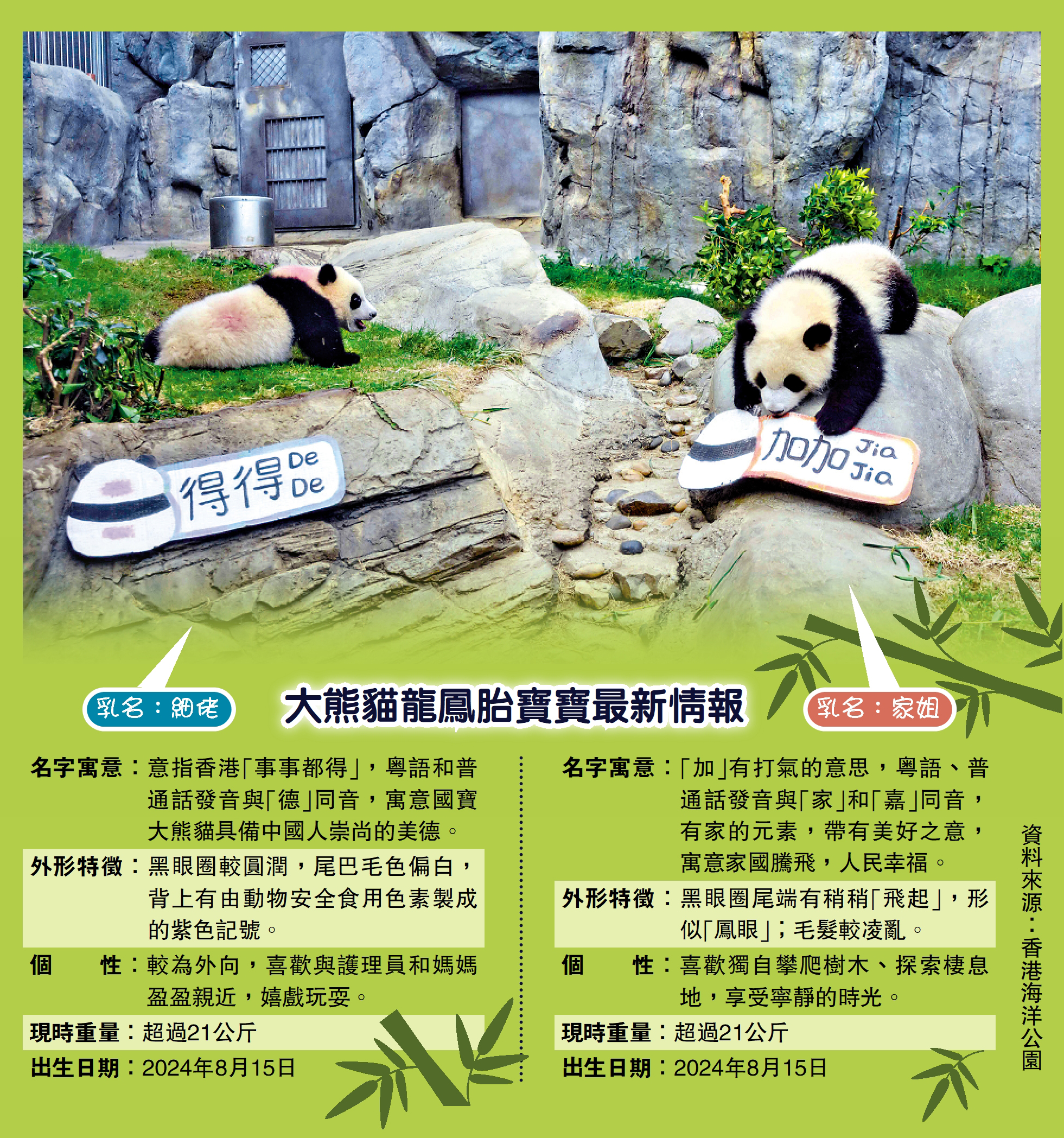 圖:大熊貓龍鳳胎寶寶最新情報