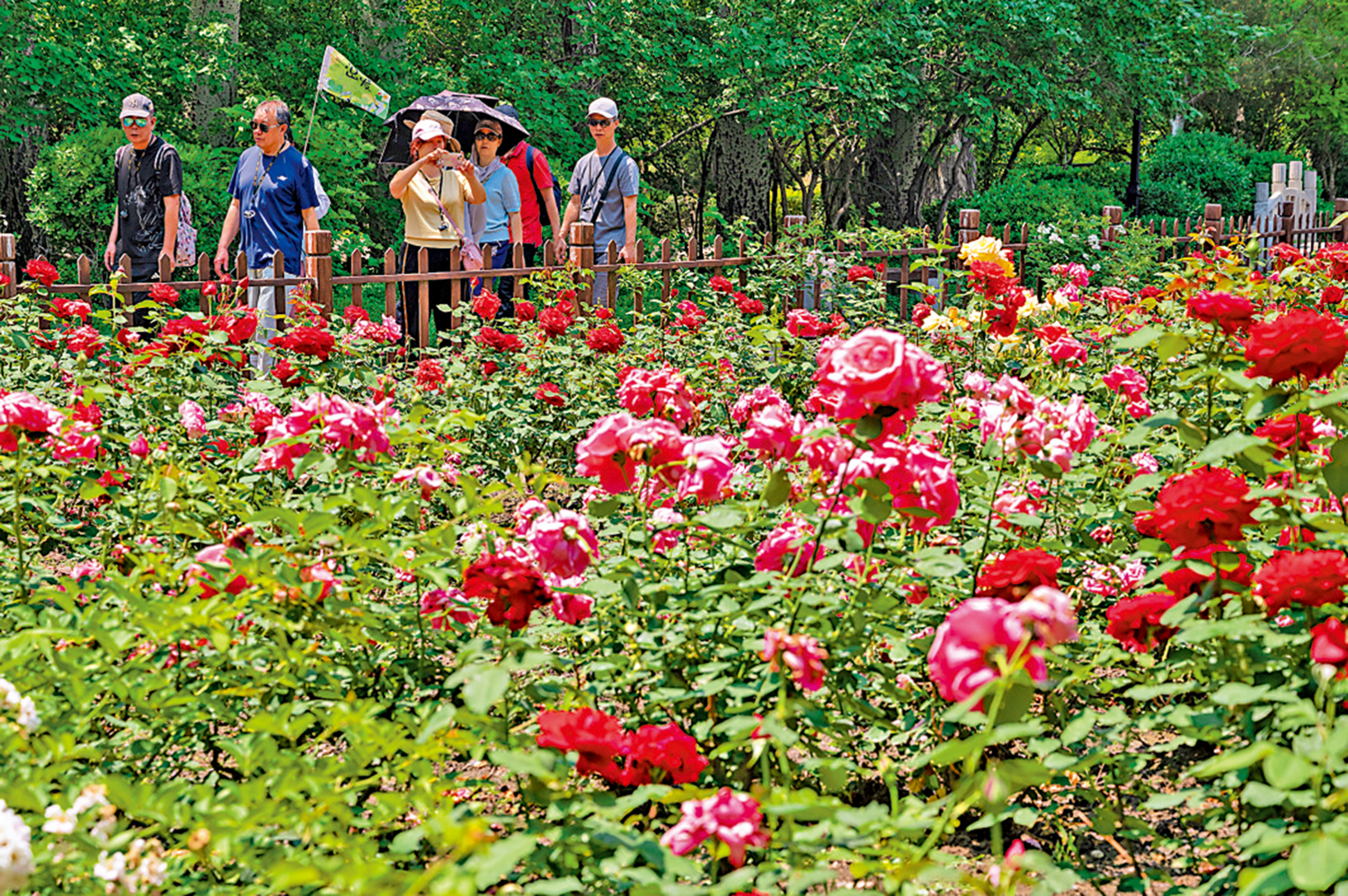 　　圖：近日，入夏後的山西太原晉祠公園鬱鬱葱葱，綠樹成蔭，月季花競相綻放，景色宜人。\中新社