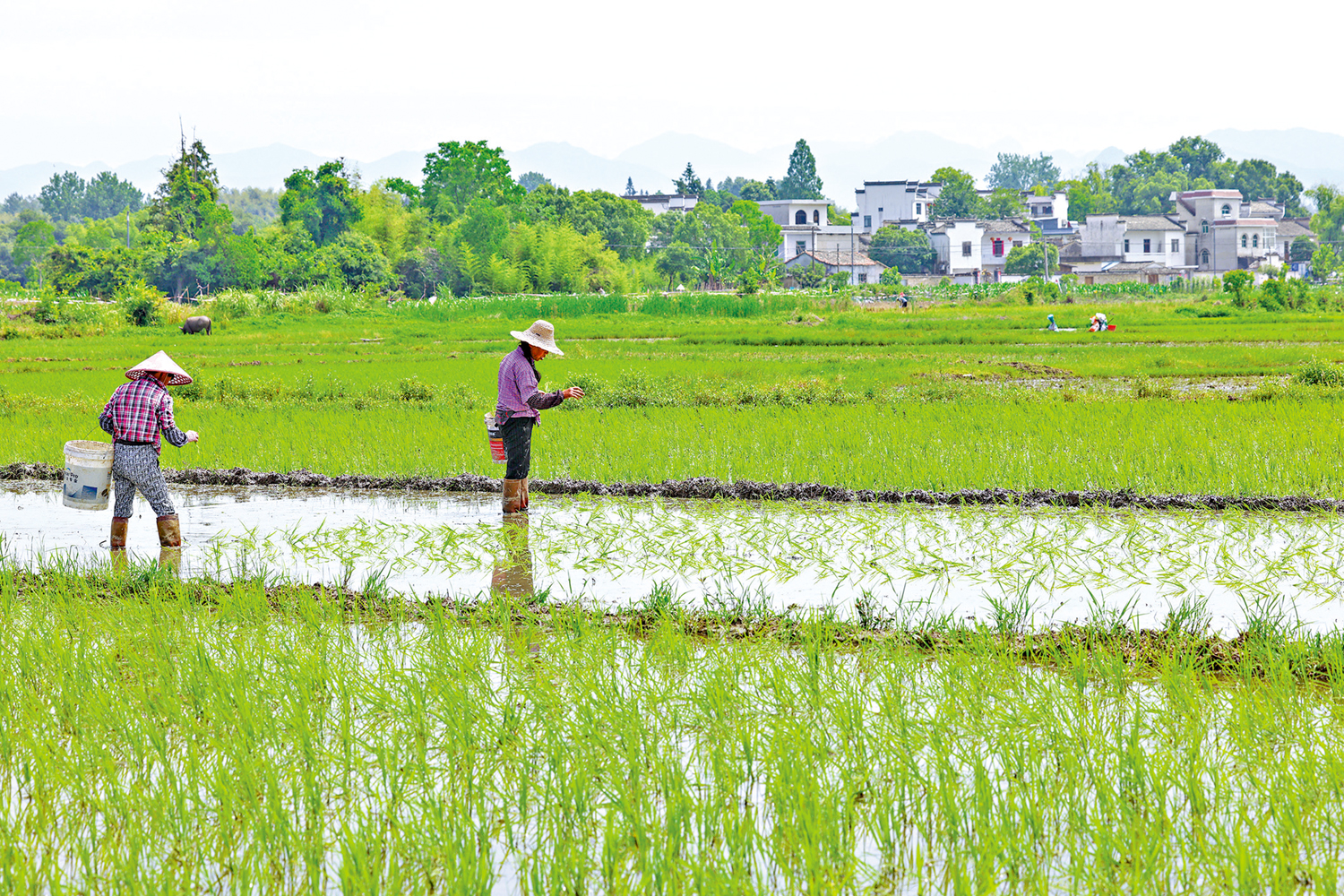　　圖：「芒種」節氣至，安徽省黃山市南屏村村民趁着晴好天氣搶抓農時播種拋秧。\中新社