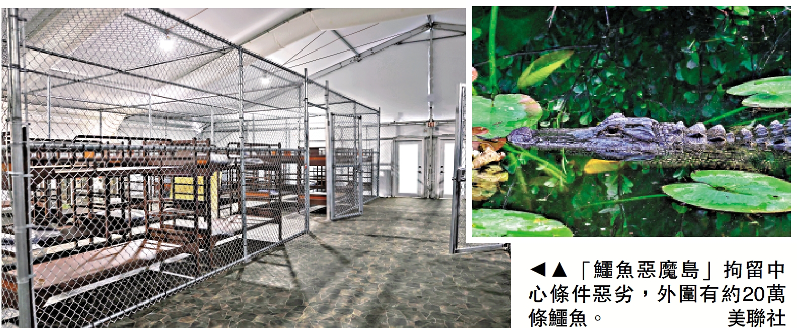 　　圖：「鱷魚惡魔島」拘留中心條件惡劣，外圍有約20萬條鱷魚。\美聯社