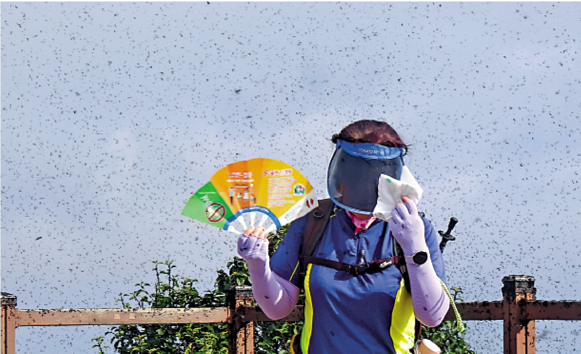 　　圖：6月30日，韓國仁川桂陽山頂上出現大批愛情蟲，一名女子正在驅趕蟲子。\美聯社