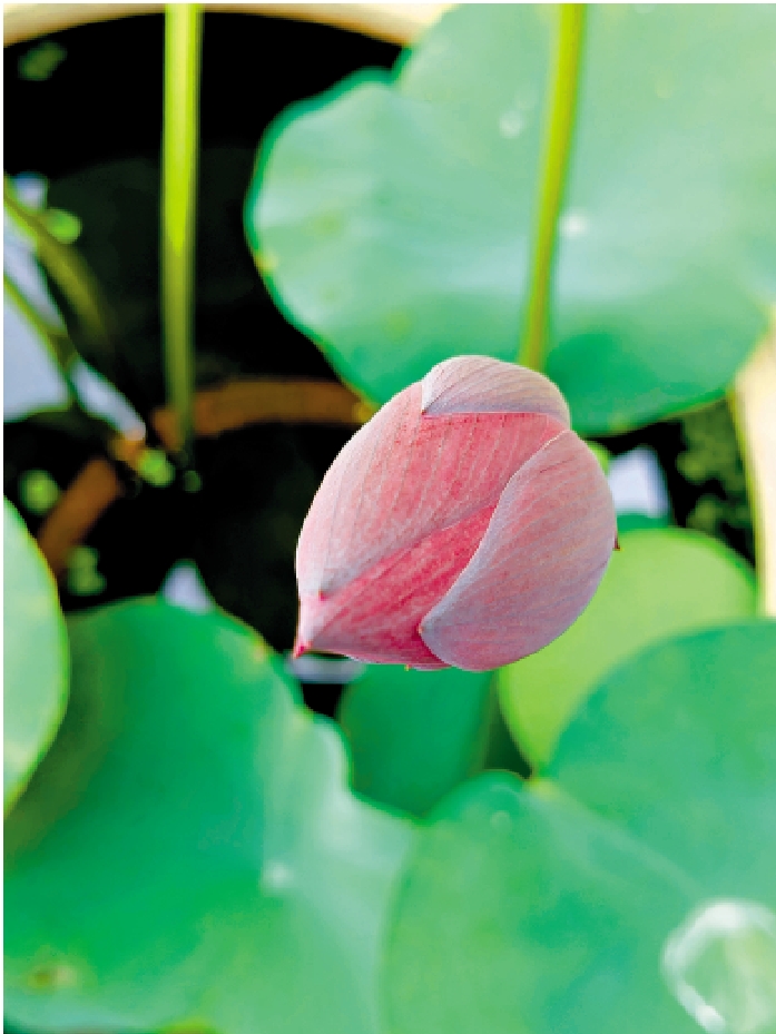 　　圖：含苞待放的荷花。\作者供圖