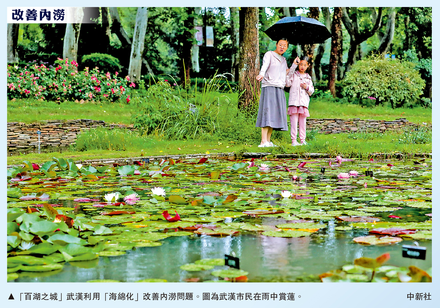 　　圖：「百湖之城」武漢利用「海綿化」改善內澇問題。圖為武漢市民在雨中賞蓮。\中新社