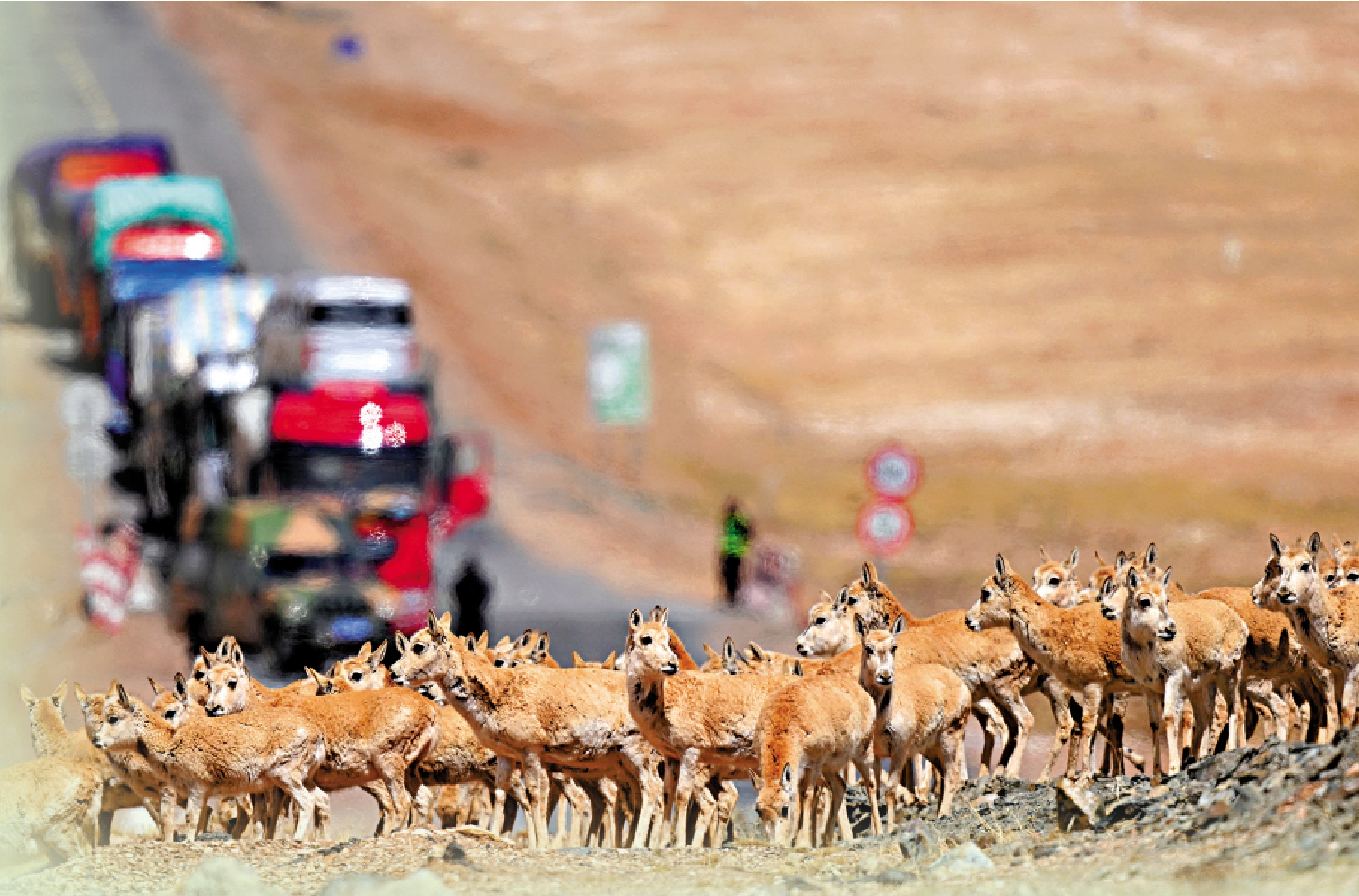　　圖：三江源國家公園是國家一級保護動物藏羚羊重要的棲息地。圖為一群藏羚羊正在通過青藏公路。\新華社