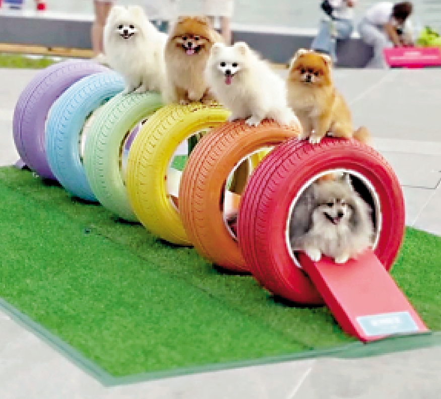 　　圖：家長帶着小朋友體驗籃球。\大公報記者顏琨攝