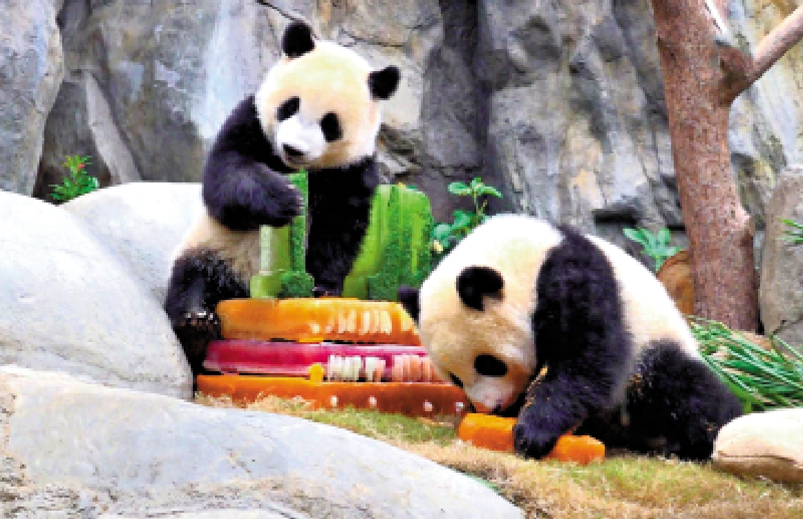 　　圖：大熊貓龍鳳胎舉行一歲生日派對。