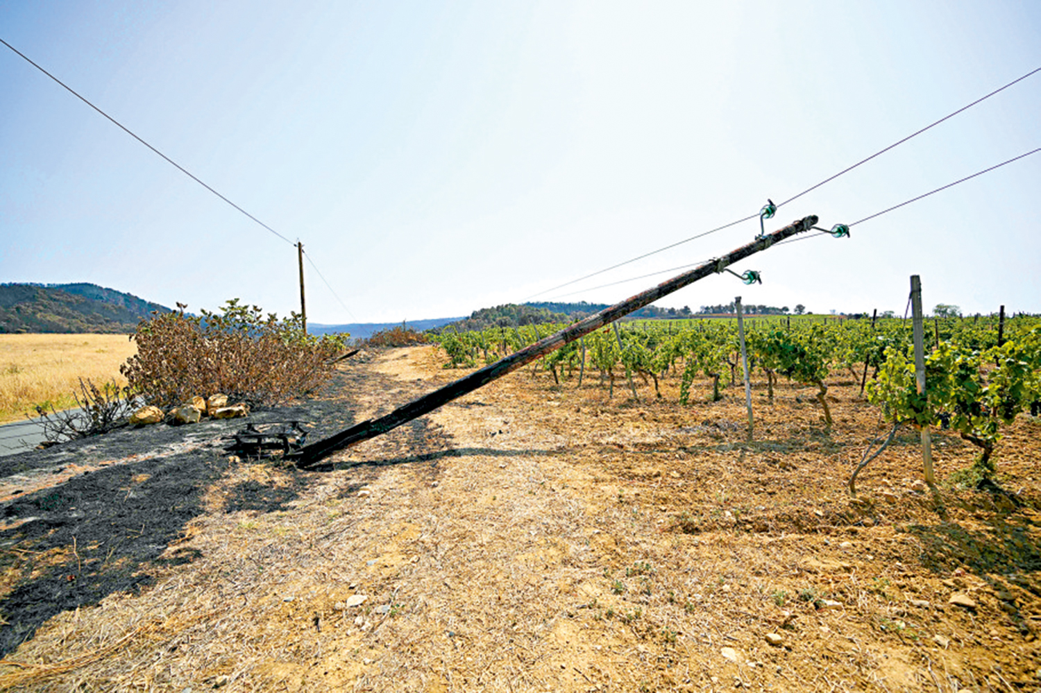 　　圖：法國南部庫斯特附近的一個葡萄園被山火燒毀。\法新社