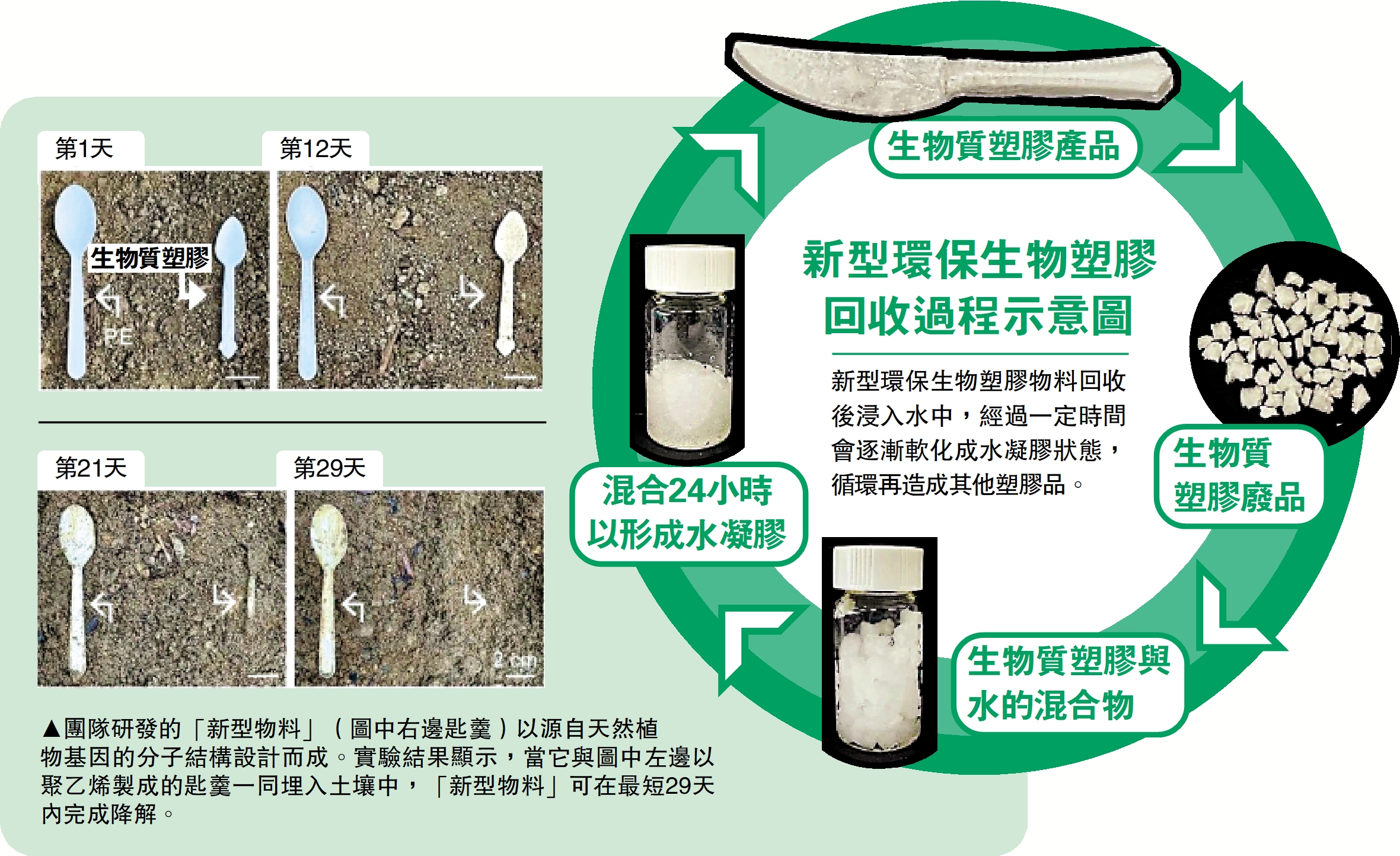 　　圖：團隊研發的「新型物料」（圖中右邊匙羹）以源自天然植物基因的分子結構設計而成。實驗結果顯示，當它與圖中左邊以聚乙烯製成的匙羹一同埋入土壤中，「新型物料」可在最短29天內完成降解。