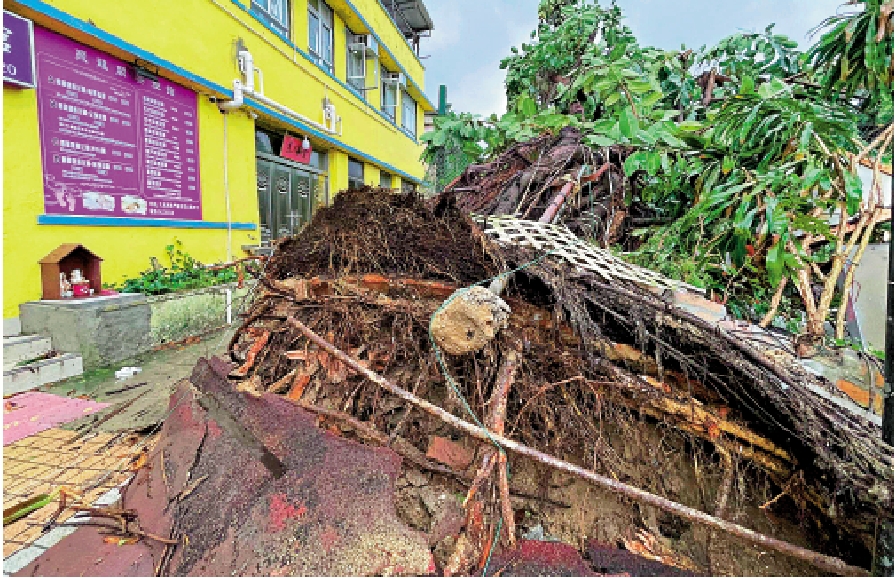　　圖：類鼻疽菌廣泛存在於濕潤土壤和泥水中，長期病患者在風暴後應避免接觸受污染的土壤和水源，以免染上類鼻疽。