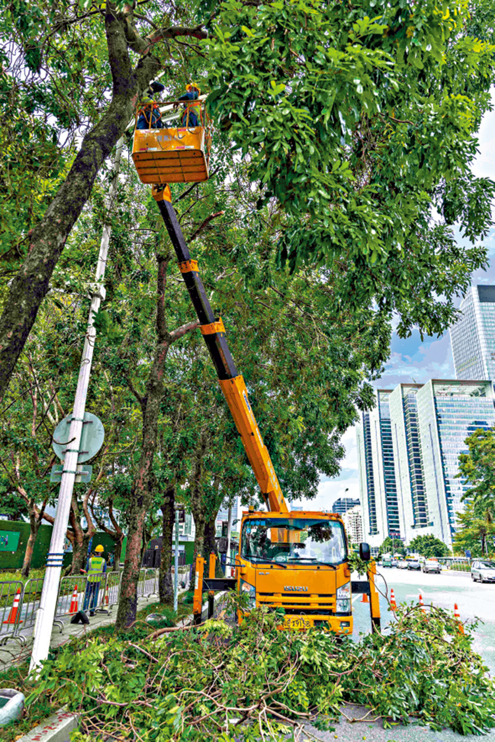 　　圖：深圳城管修剪擠壓燈杆樹枝。\受訪者供圖