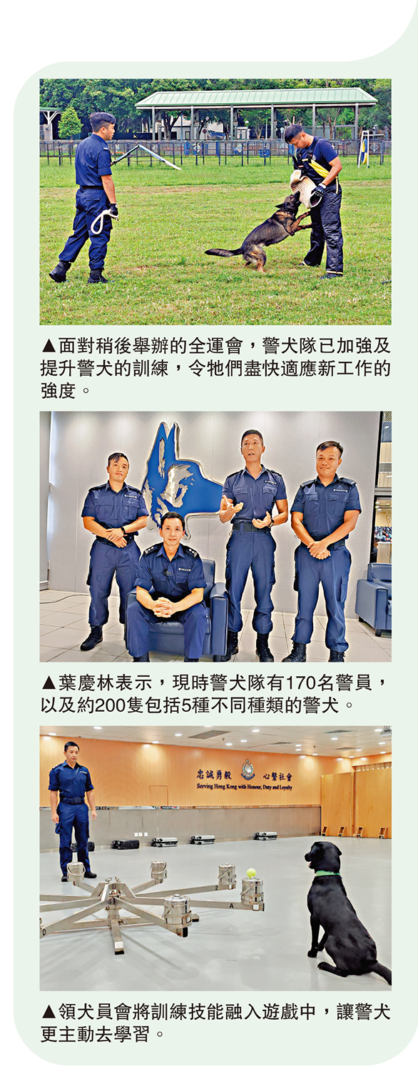 　　圖：（上至下）面對稍後舉辦的全運會，警犬隊已加強及提升警犬的訓練，令牠們盡快適應新工作的強度。葉慶林表示，現時警犬隊有170名警員，以及約200隻包括5種不同種類的警犬。領犬員會將訓練技能融入遊戲中，讓警犬更主動去學習。