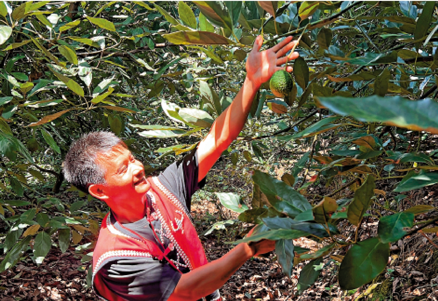 　　圖：娜允鎮南雅村農戶扎朵入股種植牛油果，可以有三份收入。\大公報記者譚旻煦攝