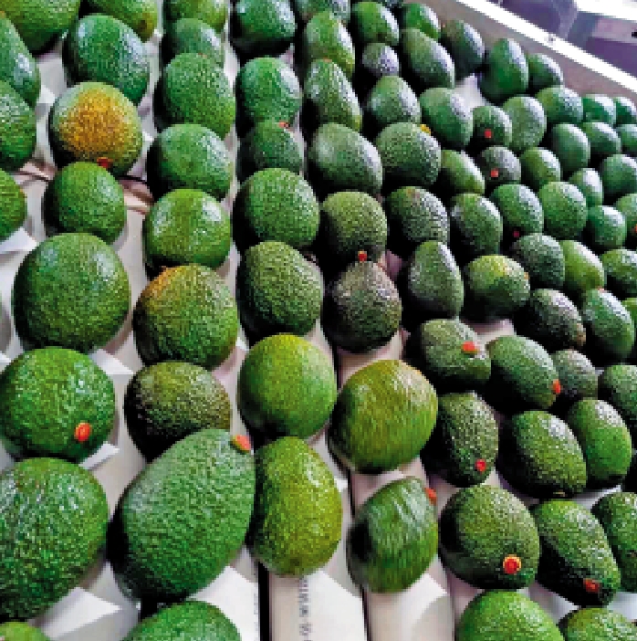 　　圖：孟連牛油果的品質獲得市場廣泛認可，逐步打響特色品牌。\受訪者供圖