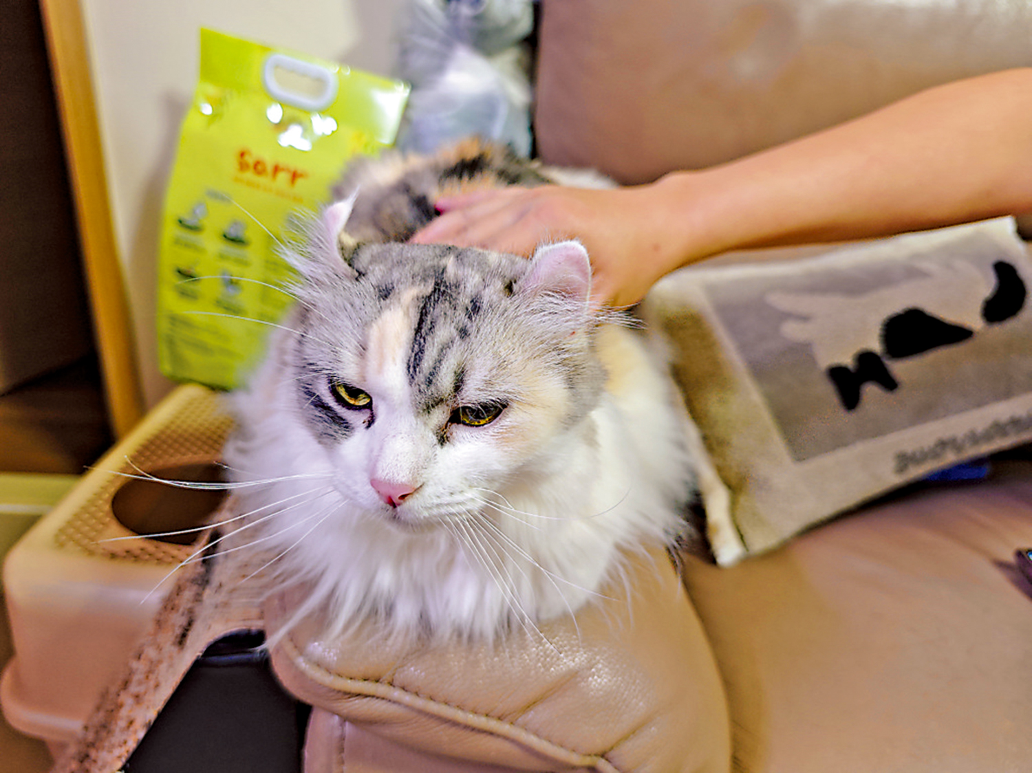 　　圖：雖然花費了百萬元，但華先生表示能令愛貓回復健康仍是值得。