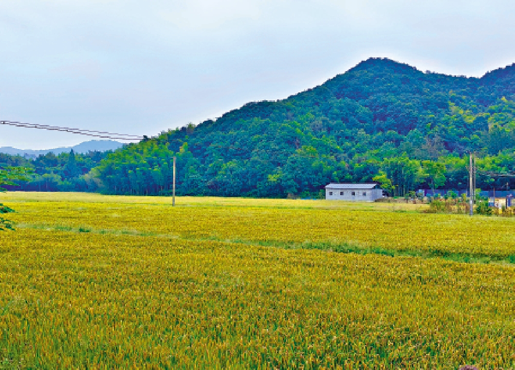 　　圖：故園的田野。/作者供圖