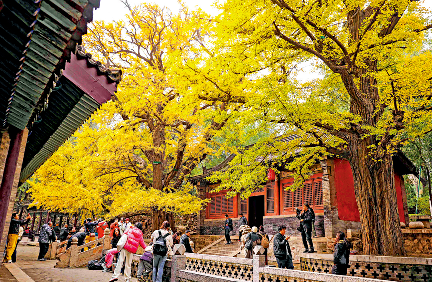 　　圖：遊客在兩株500年樹齡的銀杏樹下打卡拍照。\網絡圖片