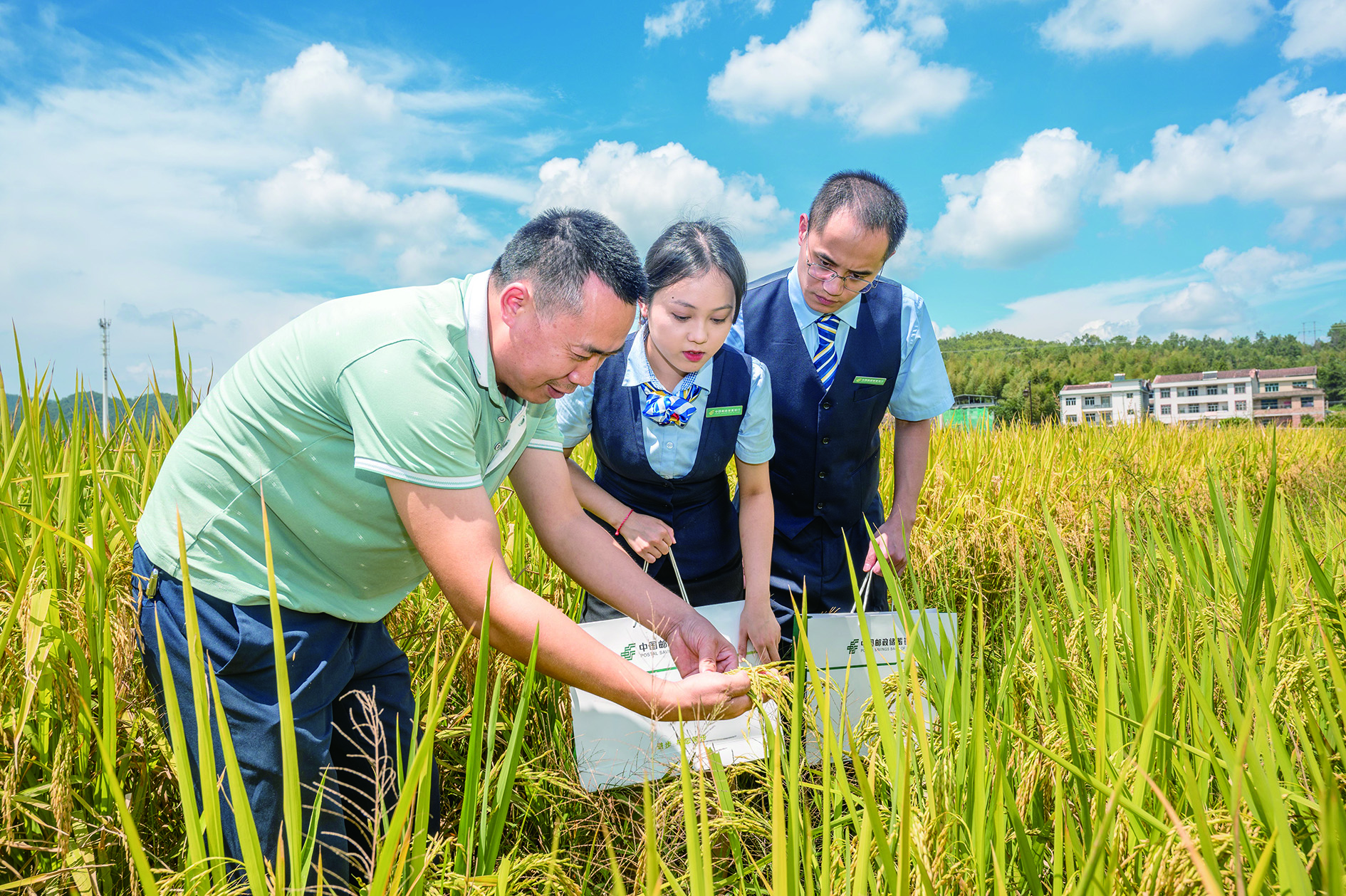 　　圖：郵儲銀行福建省分行工作人員與種植戶察看稻穀收成情況。