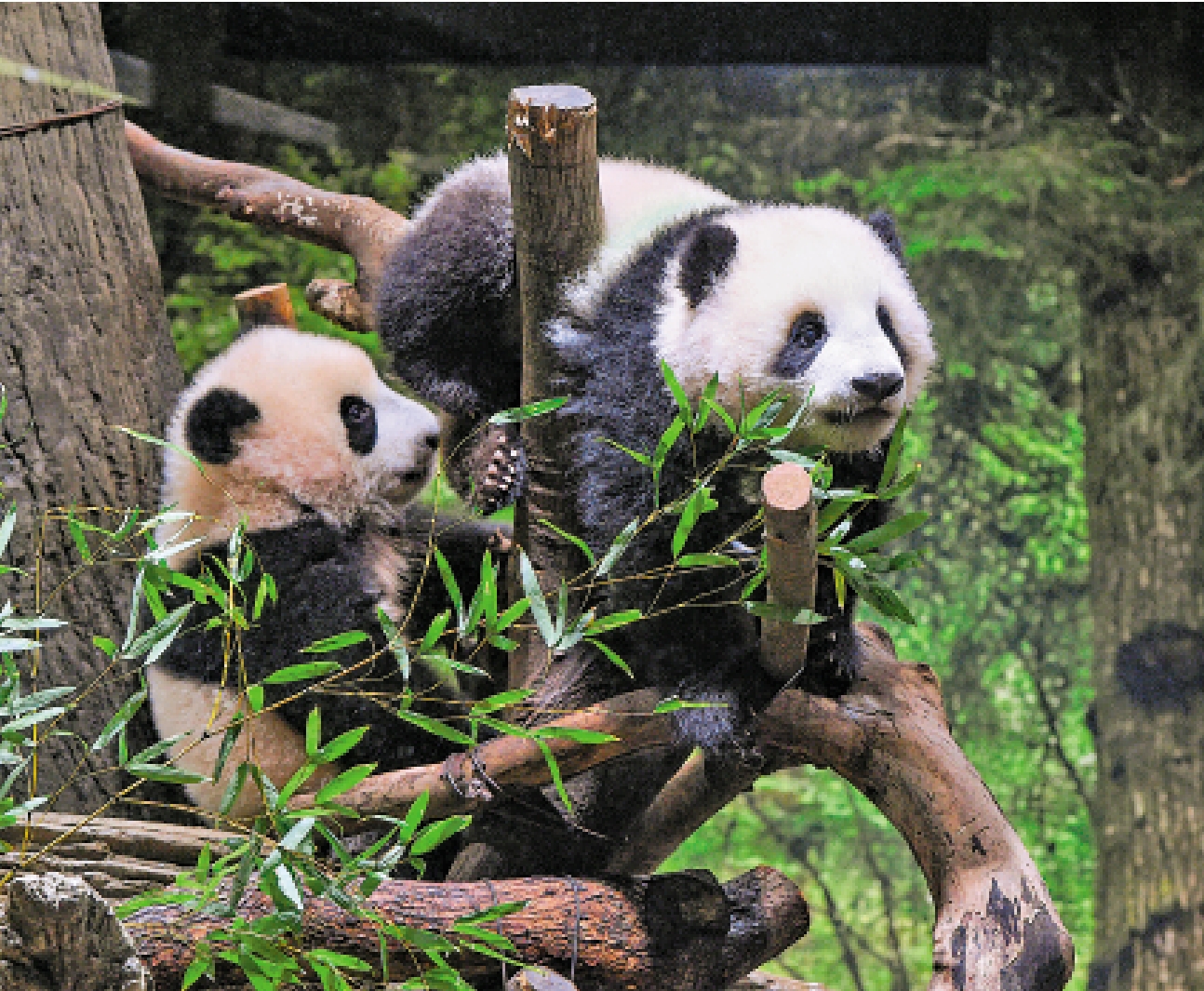 　　圖：大熊貓「曉曉」（右）和「蕾蕾」（左）在日本東京上野動物園玩耍，名字寓意「黎明來臨，迎接美好未來」。\新華社