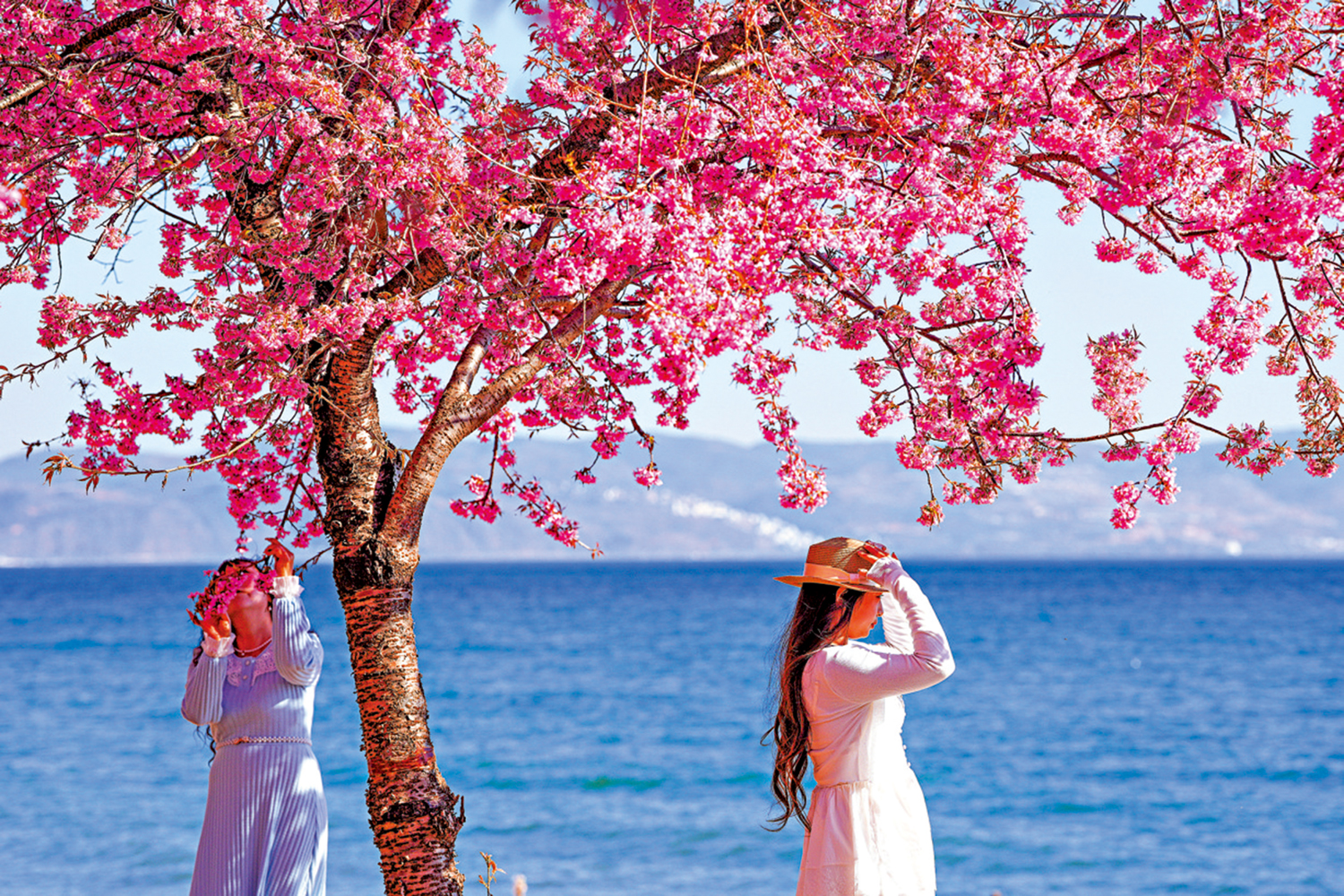 　　圖：近日，遊客在雲南玉溪撫仙湖畔賞冬櫻。\中新社