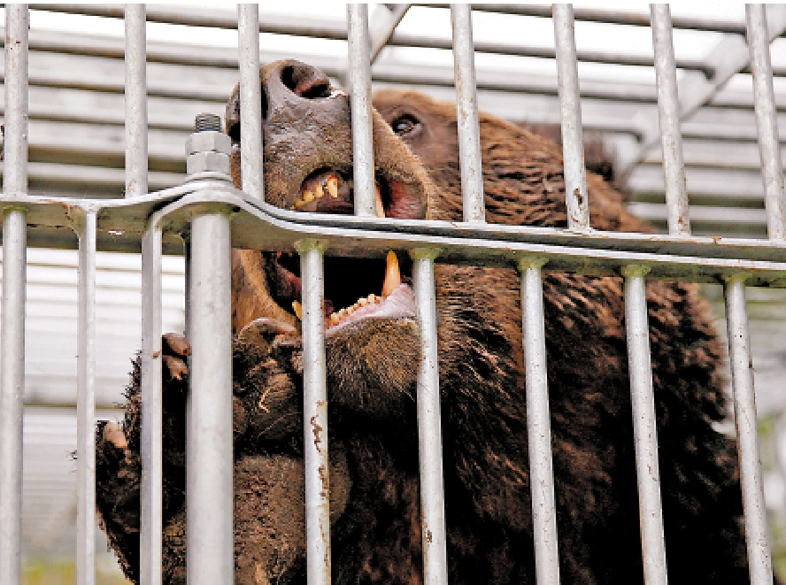 　　圖：日本熊害猖獗，東京郊區疑似有野熊出沒。\路透社