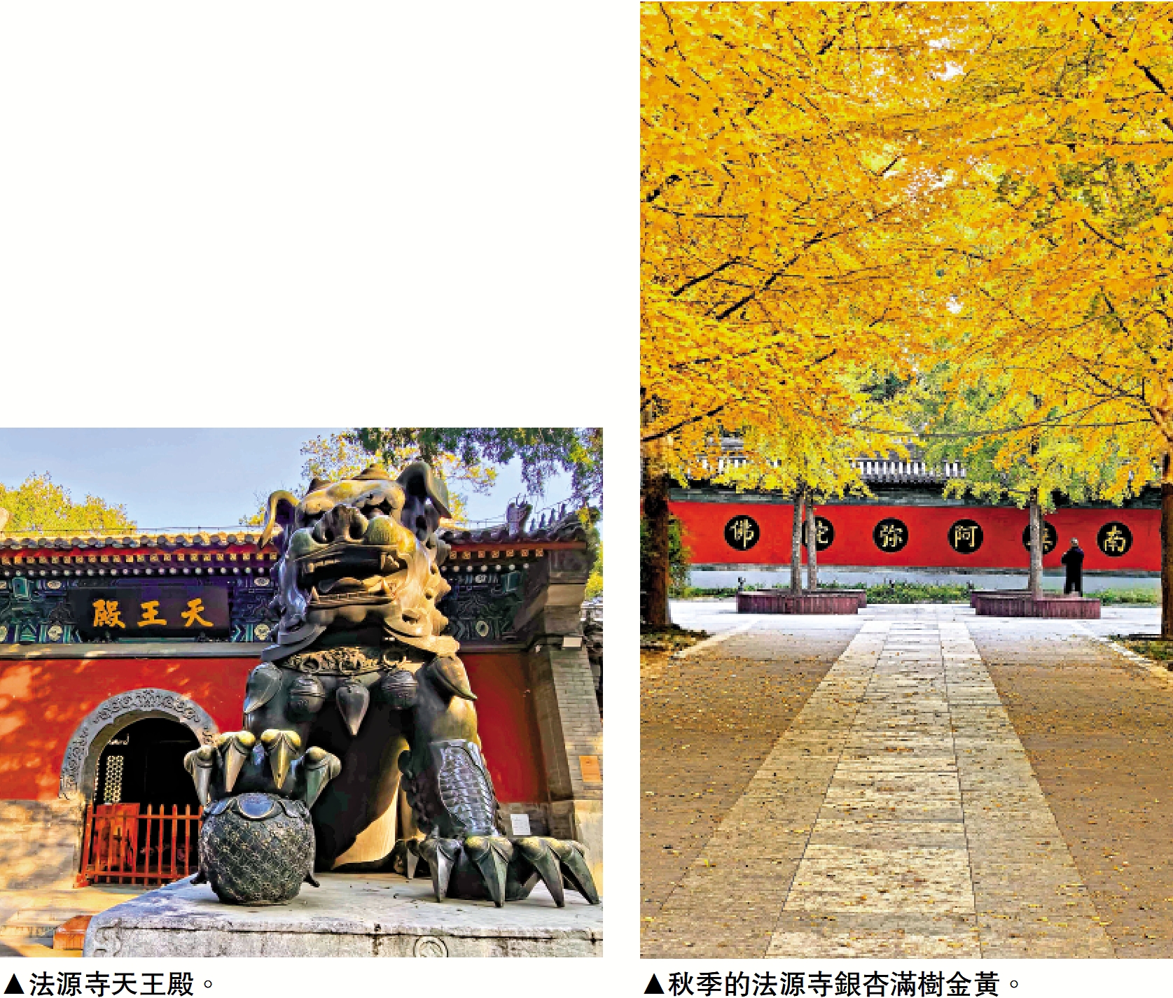 　　圖：秋季的法源寺銀杏滿樹金黃。