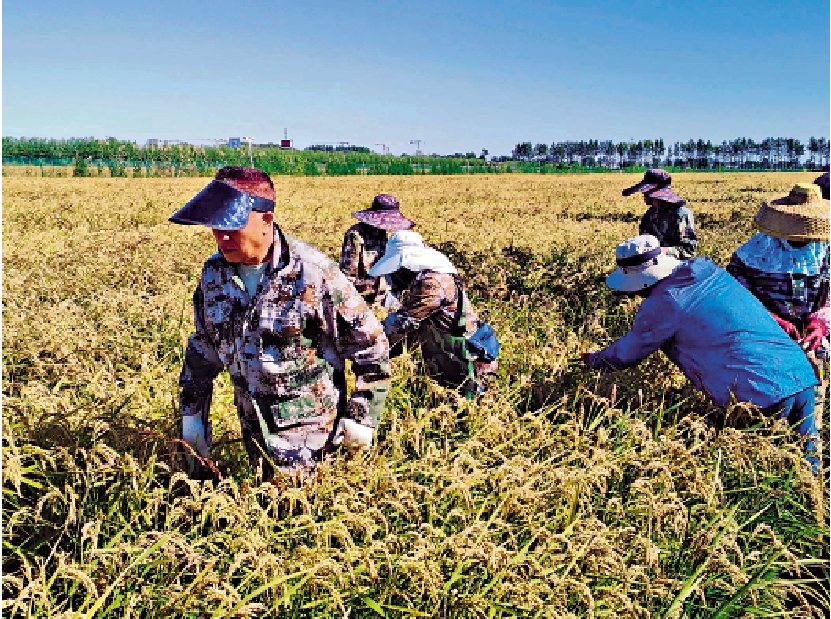 　　圖：北大荒墾豐種業水稻研究院院長徐希德（左）與工作人員在田間觀察生長情況。\受訪者供圖