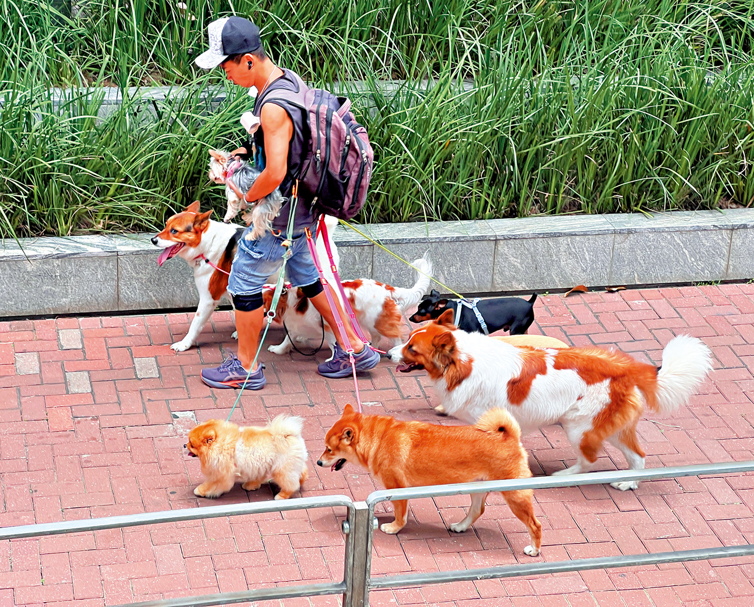 　　圖：調查顯示，本港逾四分之一的寵物主人低估寵物危疾的醫療費用，估算與實際支出平均相差超過一倍。\大公報記者鄭雷攝